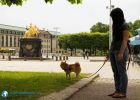 web.goldener-reiter-hauptstrasse-dresden-hund.jpg