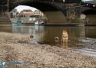 web.elbufer-augustusbruecke-dresden-hund.jpg